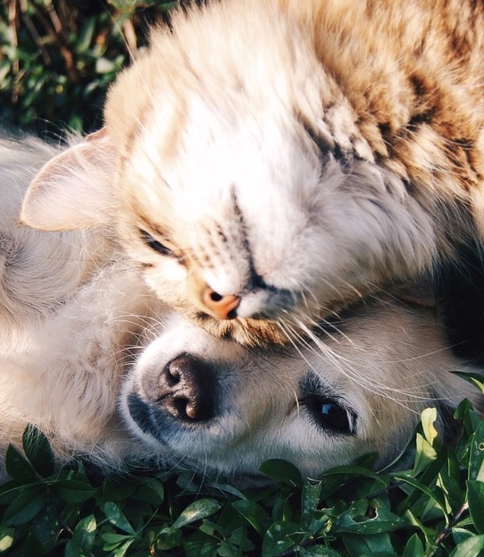 photo of cat and dog